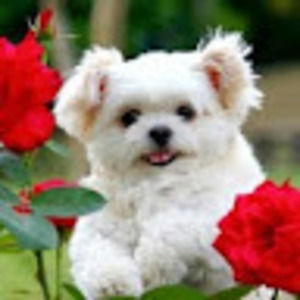 Meet your Posher, Evelyn